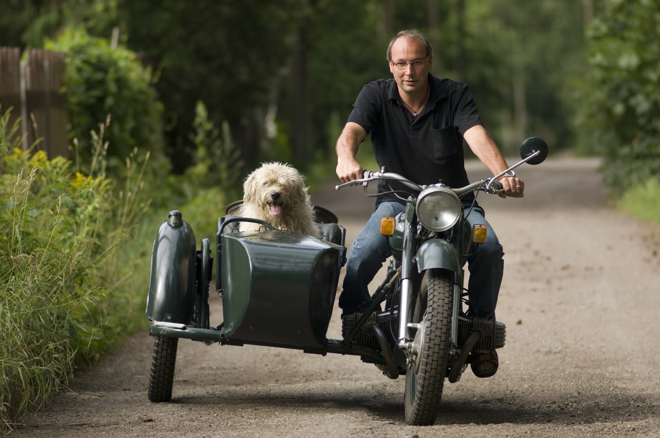 biker w sidecar and dog in it